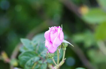 Pink rose flowers. Decorative beautiful garden plants in flowering season.