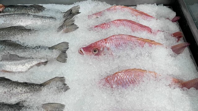 Fish on ice. Sale of fresh fish. Red fish. foods. Fish market. Fish ingredient.