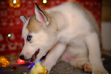 A little husky puppy is very funny eating a red apple. In the background blurred garlands are illuminated. Festive mood of a photo with a pet