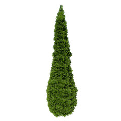 Front view of Plant (Thuja occidentalis North Pole Thuja American Arborvitae 1) Tree png