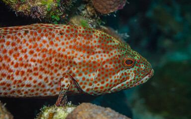 Nahaufnahme Zackenbarsch