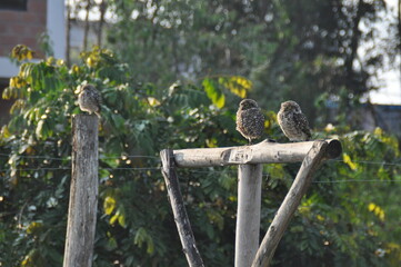 wild ground owl