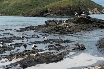 Praias em volta do Forte São Mateus em Cabo Frio, muitos pássaros passeando entre as rochas, a água do mar em volta delas.