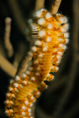 Bart-Feuerborstenwurm