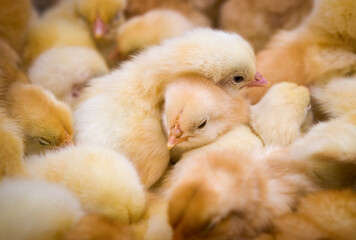 There are many newborn little yellow chickens in the camera frame.