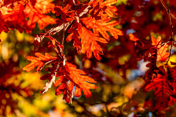 autumn leaves in the forest