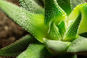 Detail of green succulent plant with white bumps.