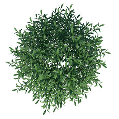Top view of Plant ( Gem Box Inkberry holly Ilex glabra 1) Tree png