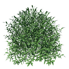 Obraz na płótnie Canvas Front view of Plant ( Gem Box Inkberry holly Ilex glabra 1) Tree png