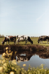 Cows in meadow, stream, blue sky