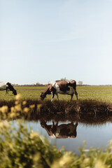 Fototapeta na wymiar Cows in meadow, stream, blue sky