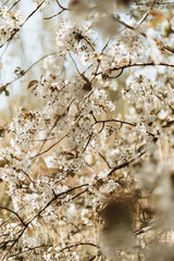Spring blossom on the tree