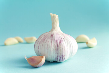 Fresh white unpeeled head bulb of garlic and garlic cloves on blue color background. Vegan, organic, vitamins. Natural antibiotic, antioxidant, Allicin. 