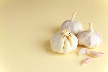 Fresh white unpeeled head bulb of garlic and garlic cloves on yellow color background. Vegan, organic, vitamins. Natural antibiotic, antioxidant, Allicin. Copy space for text