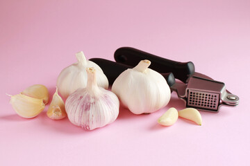 Fresh white unpeeled head bulb of garlic and garlic cloves on pink color background with garlic press. Vegan, organic, vitamins. Natural antibiotic, antioxidant, Allicin. 
