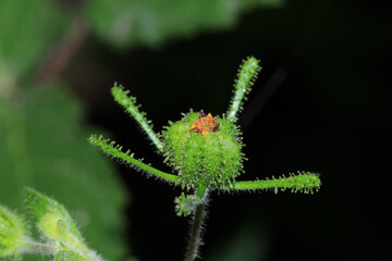scenic Common St. Paul's Wort flower photo