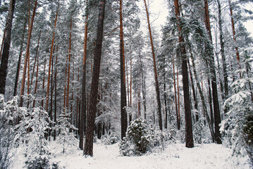 beautiful winter forest