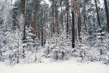 Fototapeta premium impenetrable forest thicket in winter
