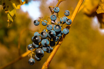 close up of a bunch of grapes on a vine