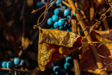 Leaf with wild grapes in the background.