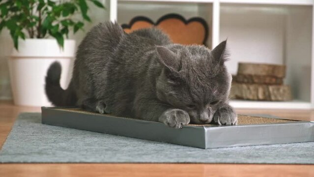 A gray cat is playing on a scratching post. Cardboard scratching post. A gray cat is caressing on a scratching post. A cat sniffs cat grass on a scratching post.