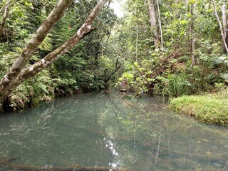 Un petit lac dans la luxuriante forêt tropicale