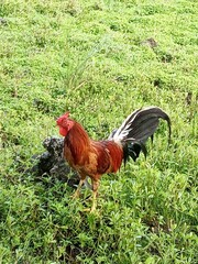 Un coq dans le champ