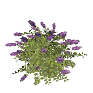 Front view of Plant Flower (Blue Chip Butterfly Bush Buddleia) Tree png