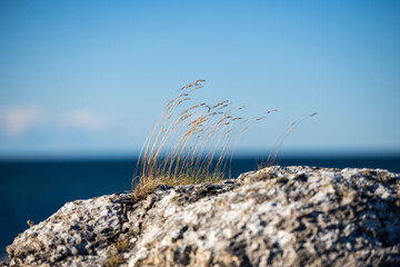 In the wind