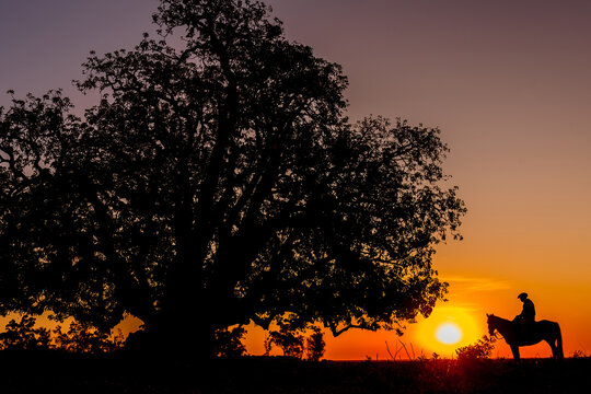 Silhouette of gaucho on his horse next to an ombu planted in the field at the golden hour in Corrientes, Argentina.
