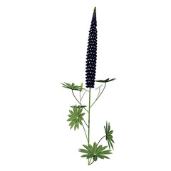 Front view of Plant (Lupinus angustifolius narrowleaf lupin 1) Tree png