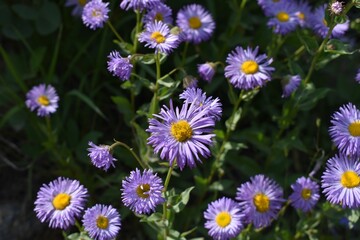 Closeup of a bunch of purple blooming Erigeron speciosus, with a green leaves in the background