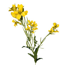 Front view of Plant (Bermuda Buttercup Oxalis pes-caprae 2) Tree png 