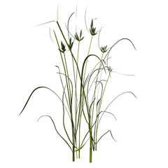 Front view of Plant (Lawn Grass Grass 2) Tree png 