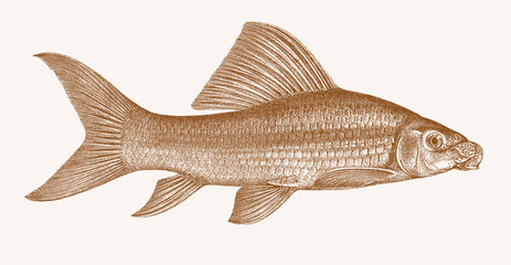 African carp labeo coubie, tropical freshwater fish in side view