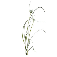 Front view of Plant (Lawn Grass Grass 1) Tree png
