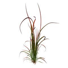 Front view of Plant (Tufted Grass Deschampsia cespitosa 1) Tree png