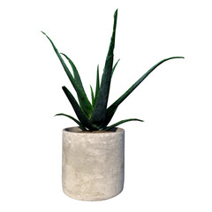 Front view of Plant (Flowerpot Vase with Aloe Vera 1) Tree png
