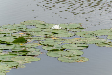 White Water Lilies Growing On Lily Pads On The Pond
