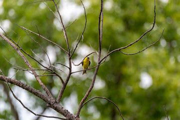 Goldfinch Perched In A Dead Tree In Summer