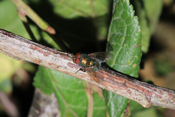 sarcophaga carnaria fly macro photo