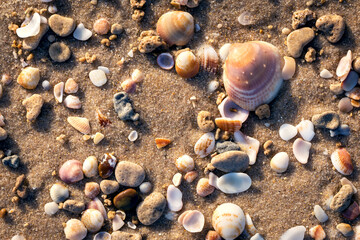 beautiful cockerel shells on the beach