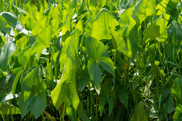 Arrowhead Plants Growing In The Marsh In Summer