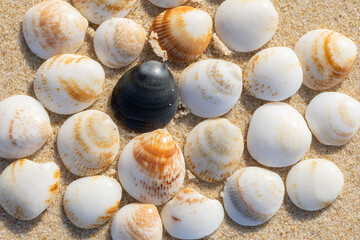 beautiful cockerel shells on the beach