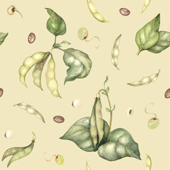 Watercolor illustration of Soya plant with seeds, beans and green leaves. Healthy protein soja vegetable isolated hand drawn elements.