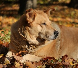 Portrait of golden retriever dog as love animals collection