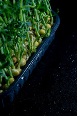 growing sprouts of microgreens in a pot close-up on a black background