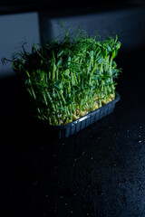 growing sprouts of microgreens in a pot close-up on a black background
