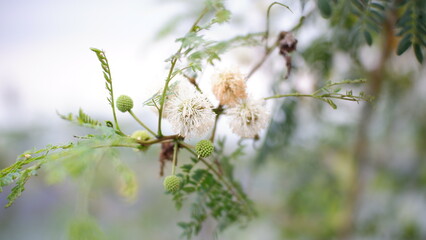 flowers in the forest