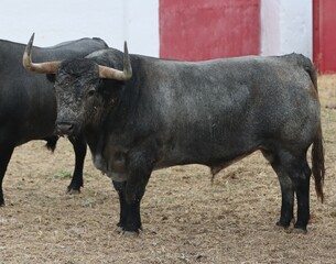 bull spanish with big horns in the corrals